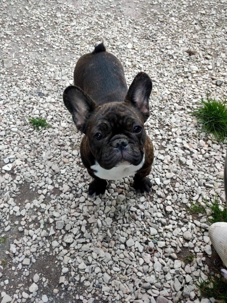 Les Bouledogue français de l'affixe   du Pré des Lys Blancs