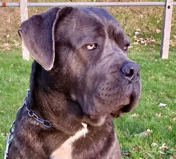 Les Cane Corso de l'affixe   Just A Memory