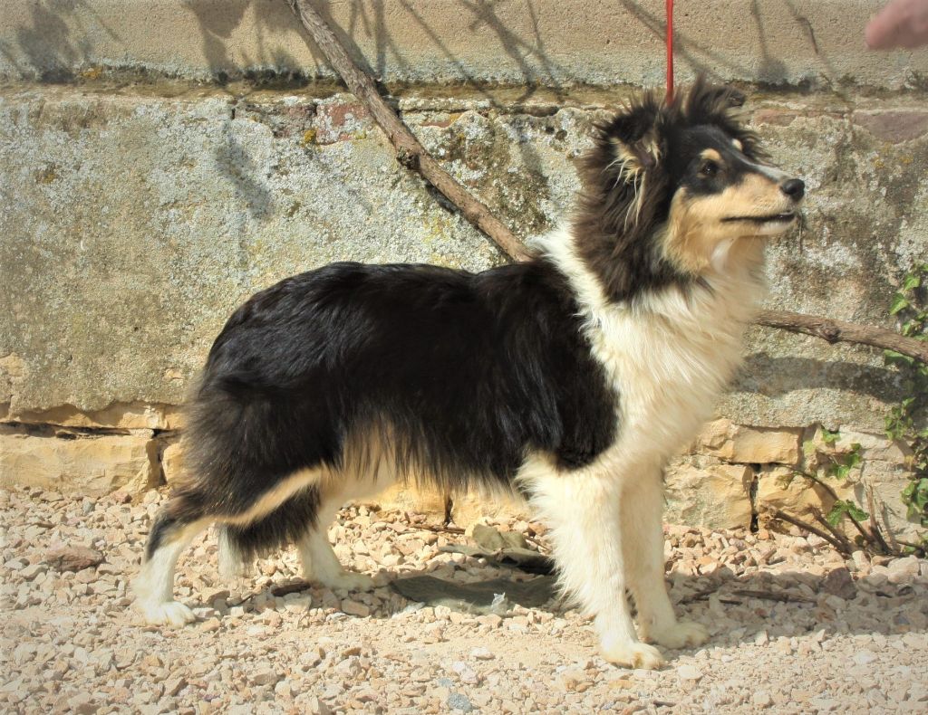 Les Shetland Sheepdog de l'affixe   Freedom Warrior