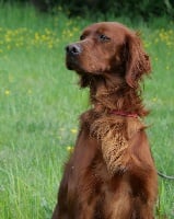 Orka Du bois de balisy