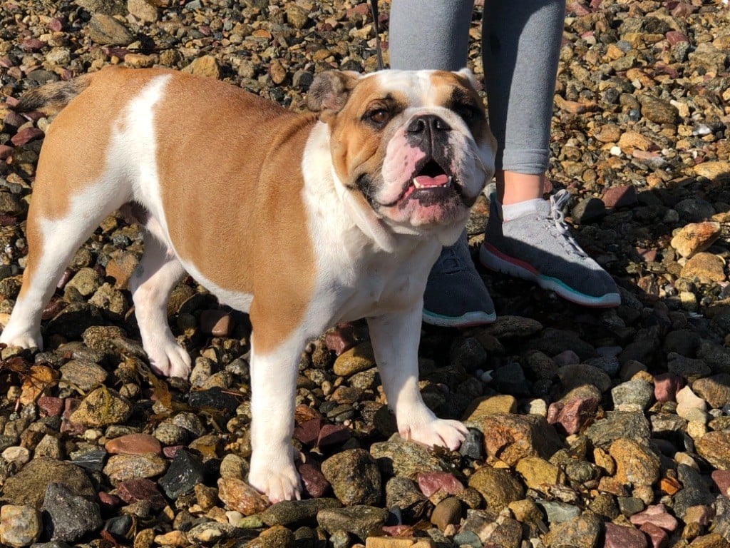 Les Bulldog Anglais de l'affixe   Des tempêtes du pays breton