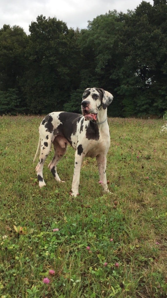 Les Dogue allemand de l'affixe   des Terres de la Magone