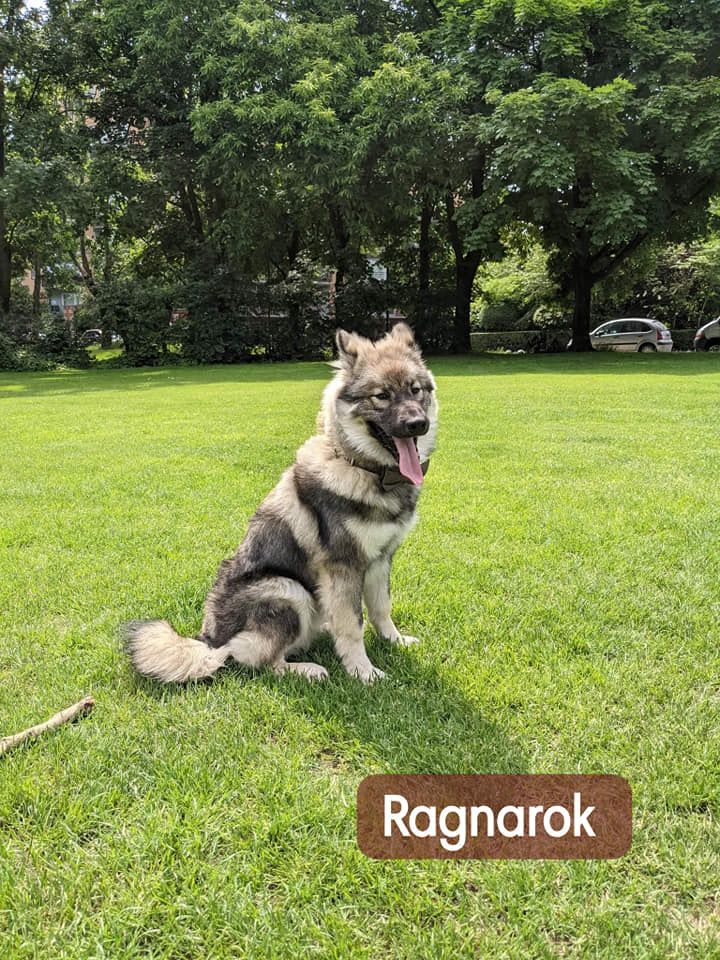 Ragnarok Des Origines De Faïd'rone