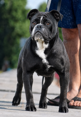 https://chiens-de-france.com/photo/chiens/2021_06/tn200/TN200_2026050718142369fcba5f6171b.png