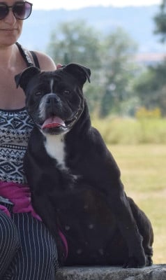 https://chiens-de-france.com/photo/chiens/2021_06/tn200/TN200_202605182227416a0b763d146ec.jpg