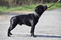 ducipal Canon ball for samstaff hill