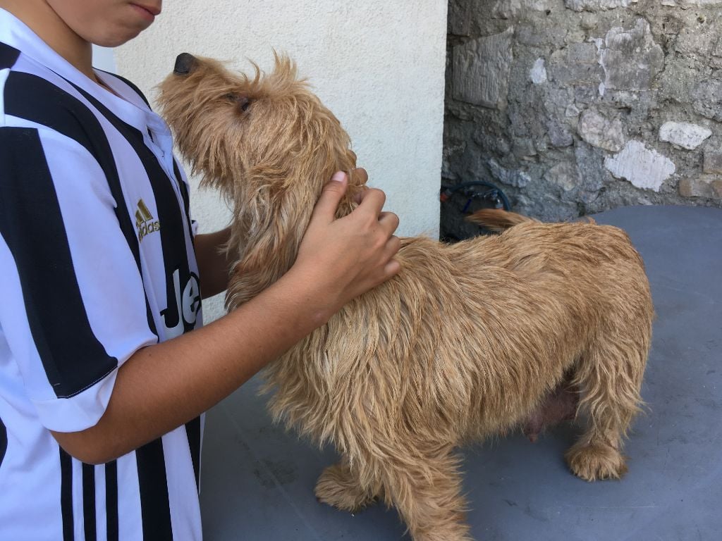 Les Basset fauve de Bretagne de l'affixe   de la Menee Eclatante