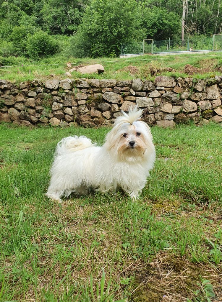 Les Bichon maltais de l'affixe   du Moulin de Bonneval