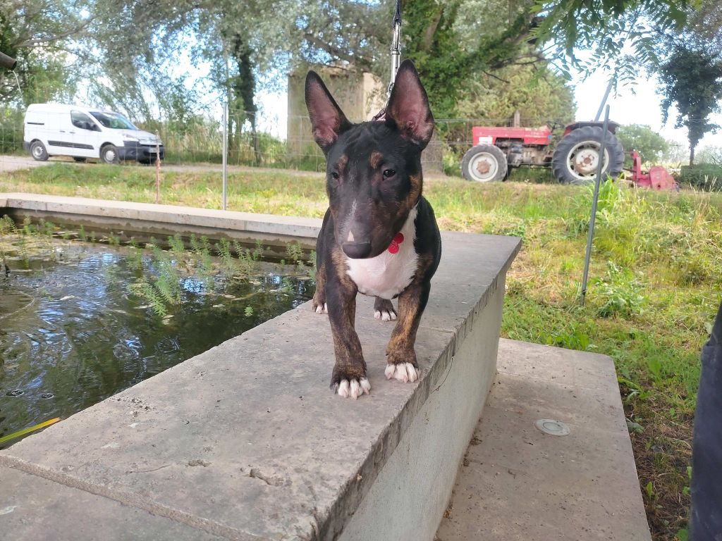 general.Les Bull Terrier Miniature general.delaffixe  Des Minis De Ryosie