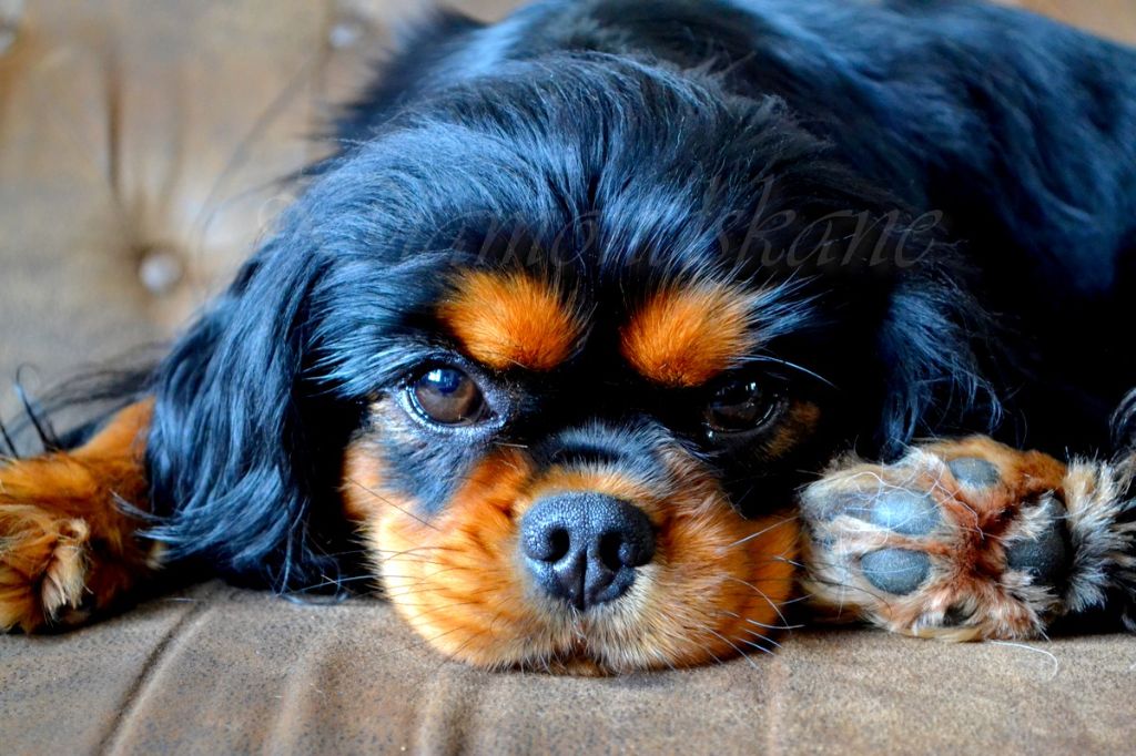 Les Cavalier King Charles Spaniel de l'affixe   Diamondskane