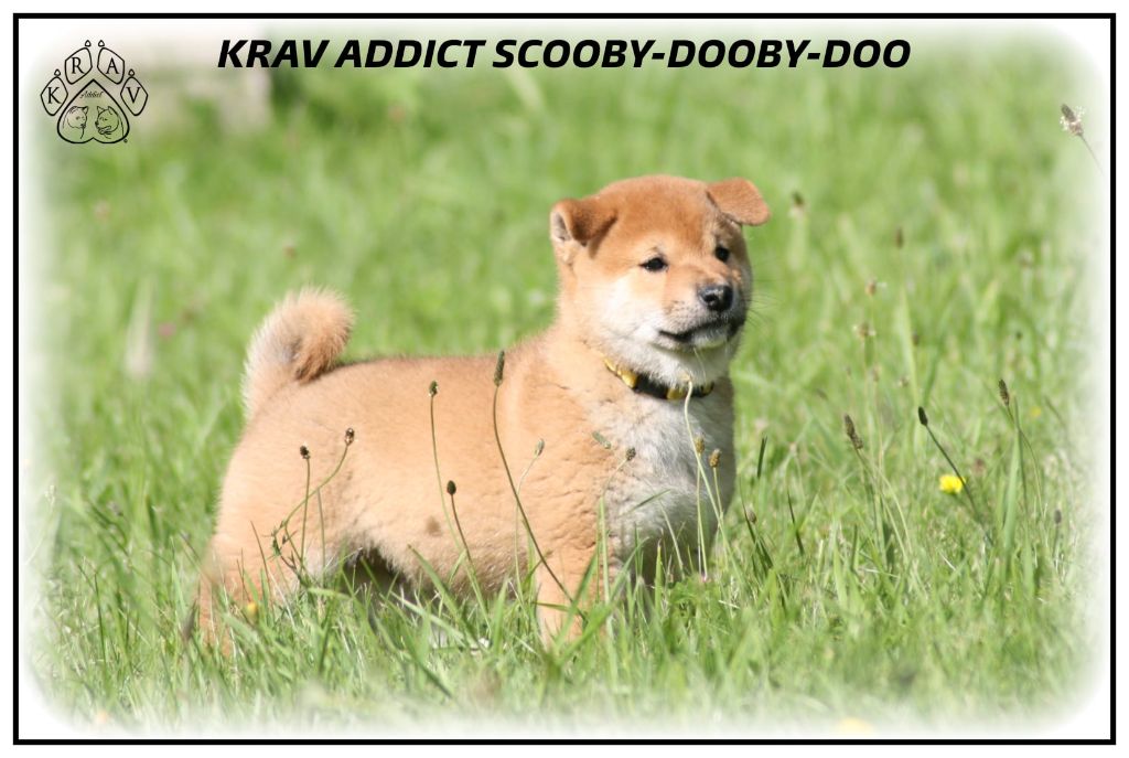 Krav Addict Scooby-dooby-doo