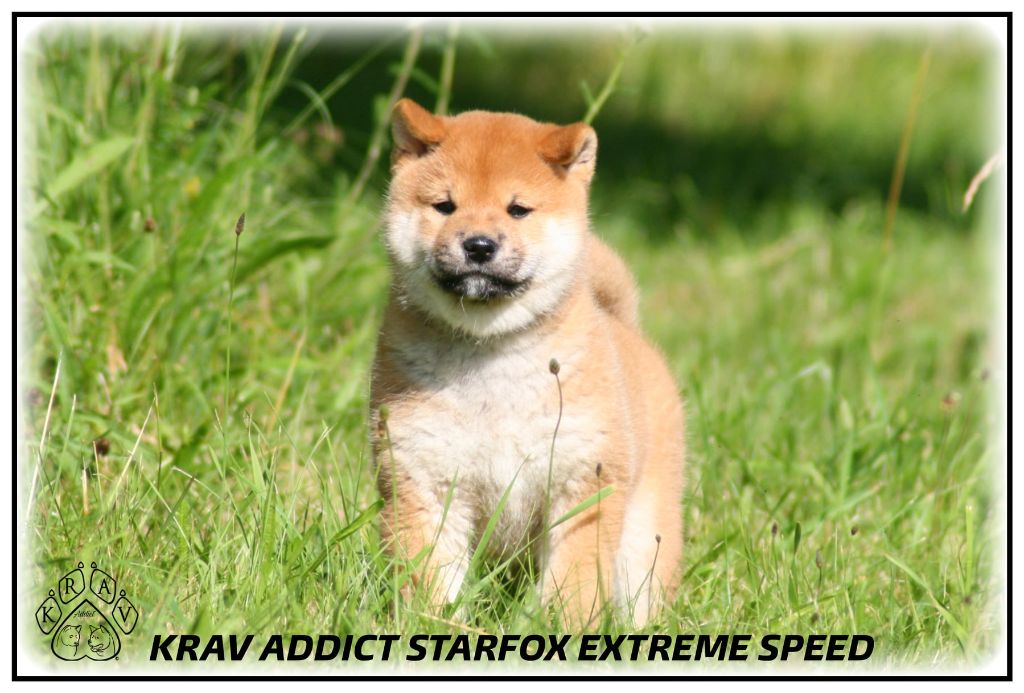 Krav Addict Starfox extreme speed