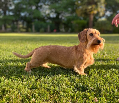 https://chiens-de-france.com/photo/chiens/2021_07/tn200/TN200_2026042310513769e9dd99b8198.jpg