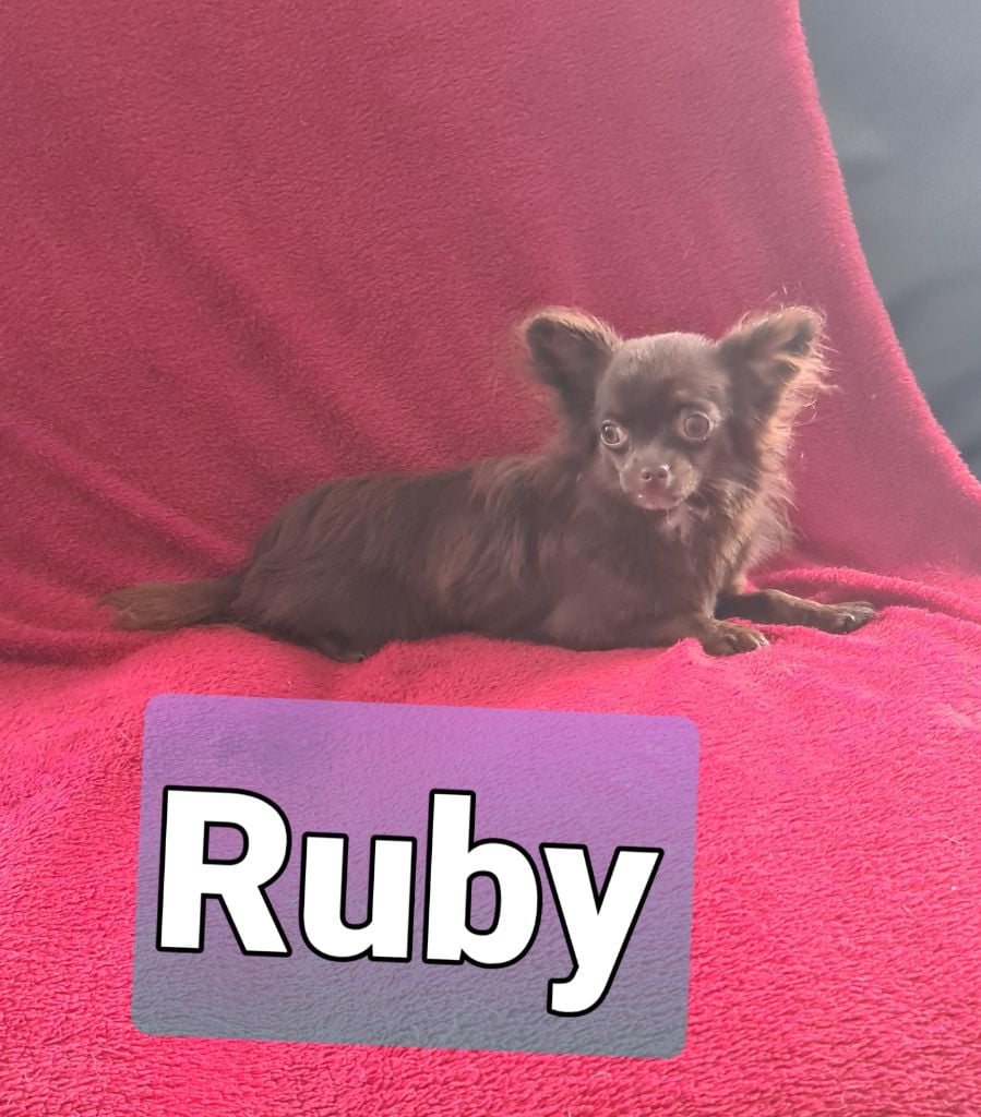 Ruby Des Chtichihuahuas