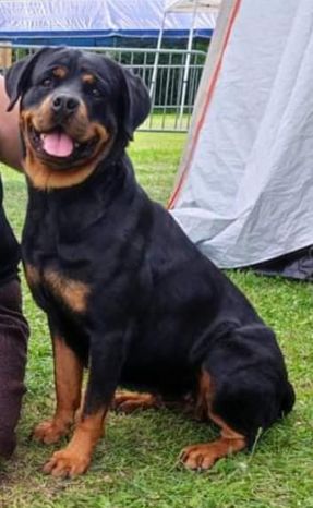 Les Rottweiler de l'affixe   Des Princes d'Owen