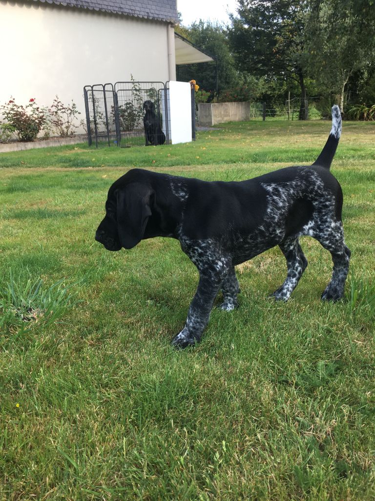 Saphir du Marais de Gargouille