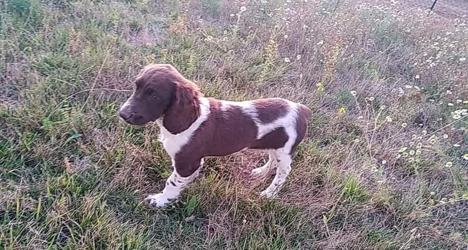 Les Chien d'Oysel allemand de l'affixe   Des Marais De L'Essonne