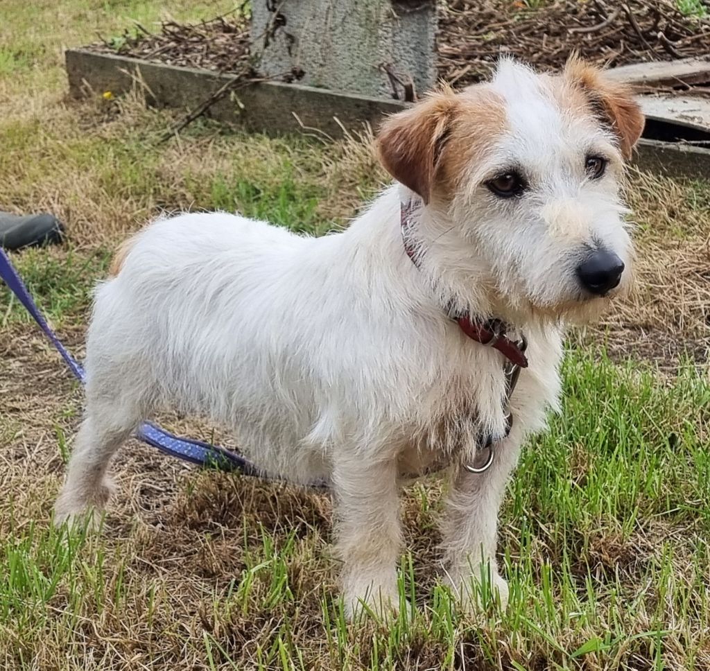 Les Jack Russell Terrier de l'affixe   Du logis de beaumanoir