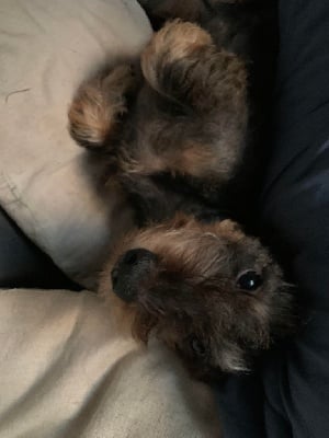 https://chiens-de-france.com/photo/chiens/2021_09/tn200/TN200_chiens-Teckel-poil-dur-bec89bbb-3fbf-2554-0119-be7bacaf50ab_min.jpg