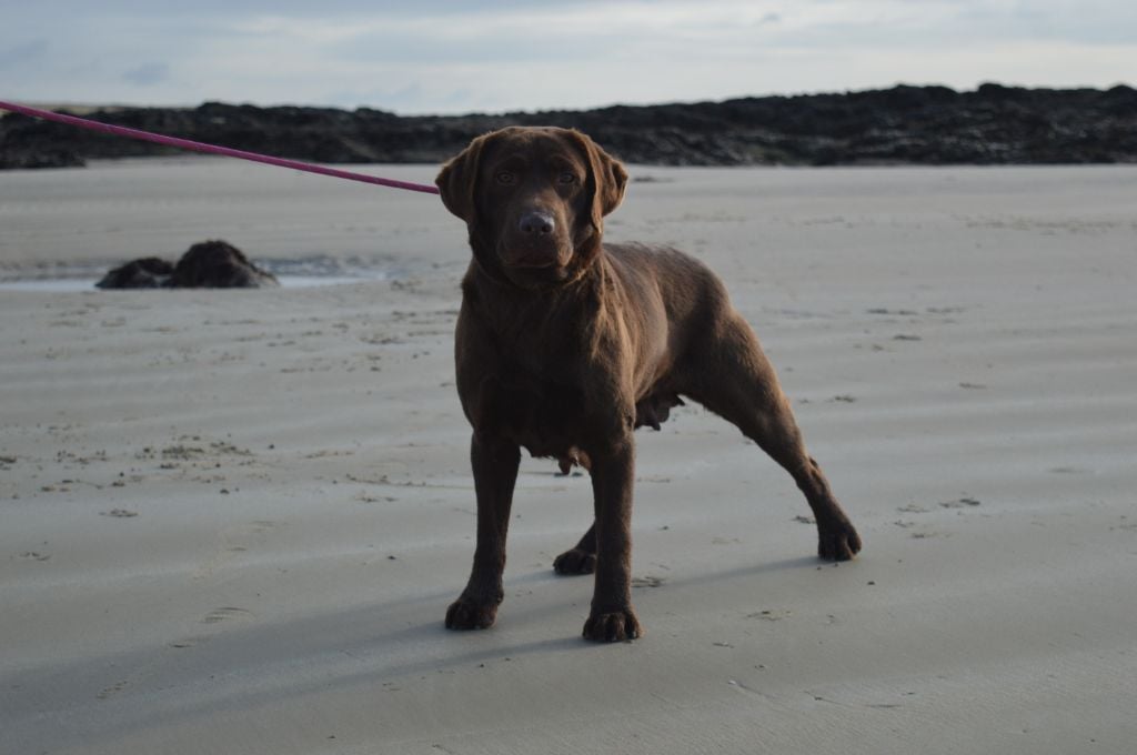 Les Labrador Retriever de l'affixe   Du Domaine De Neilganne