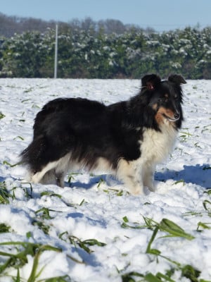 https://chiens-de-france.com/photo/chiens/2021_10/tn200/TN200_20260106205301695d681d59111.jpg