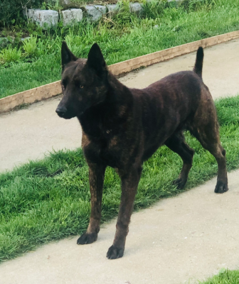 Raffal dit rocco Du blason à croix d'argent