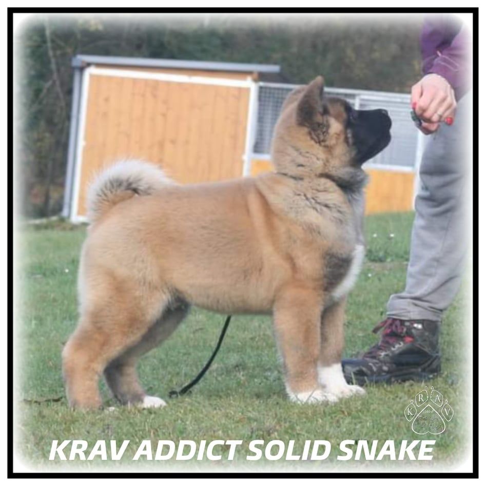 Krav Addict Solid snake