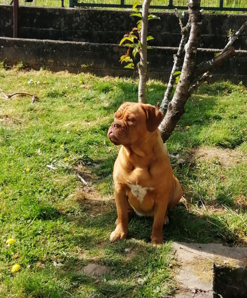 Les Dogue de Bordeaux de l'affixe   Des Gardiens De Saïan