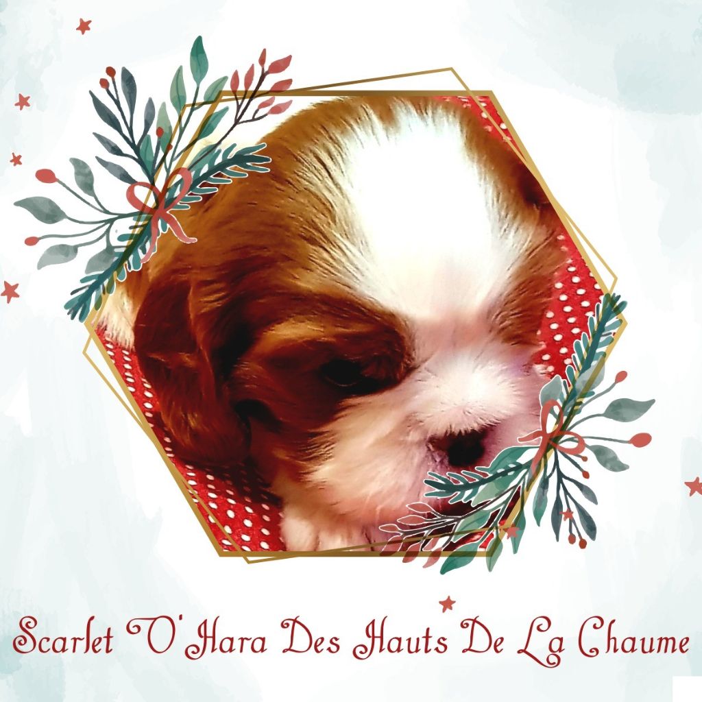 Scarlet o'hara Des Hauts De La Chaume