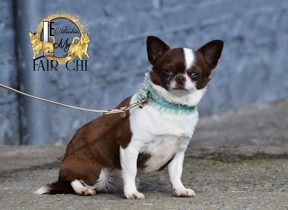 Les Chihuahua de l'affixe   My Fair Chi