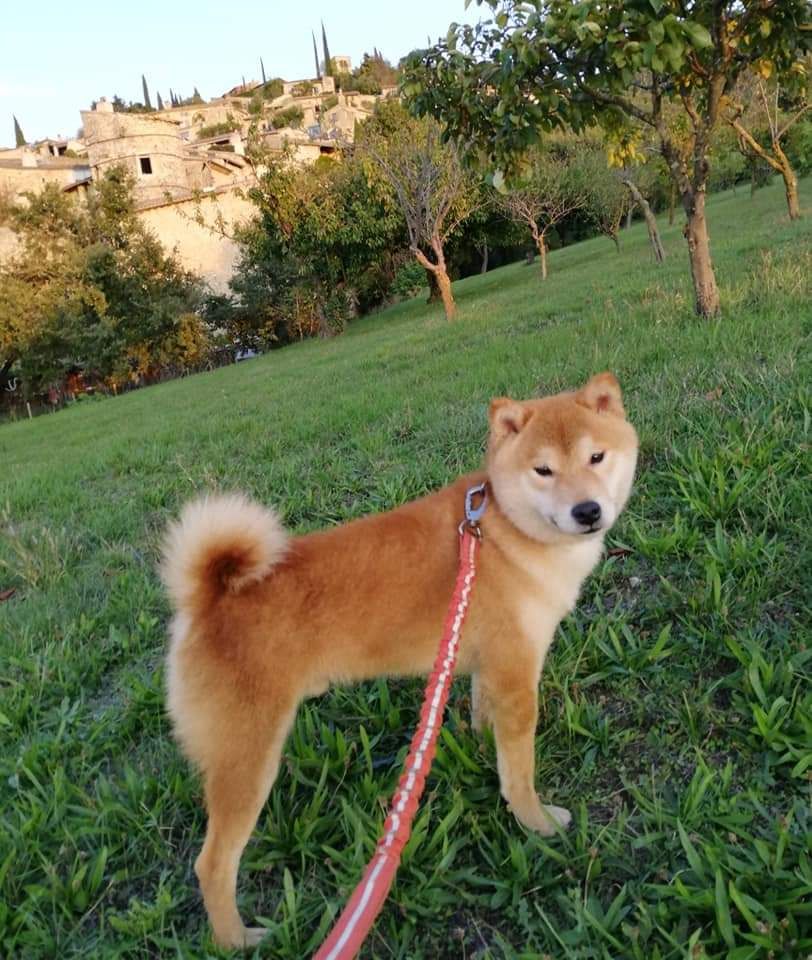 Kodi Of Sakura Matsuri