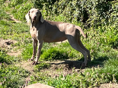https://chiens-de-france.com/photo/chiens/2021_12/tn200/TN200_2026042210595769e88e0d44d09.jpg