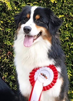 https://chiens-de-france.com/photo/chiens/2021_12/tn200/TN200_202605221631066a1068aab8443.jpg