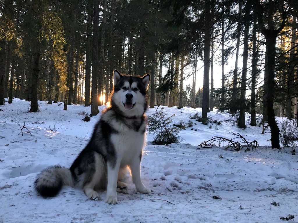 Storm tobias From White Mountain Lapland