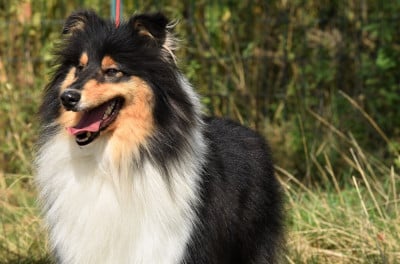 https://chiens-de-france.com/photo/chiens/2022_01/tn200/TN200_202607092026416a4fe7e1477b7.jpg