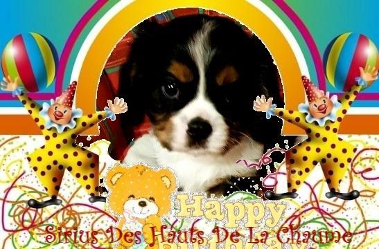 Sirius Des Hauts De La Chaume