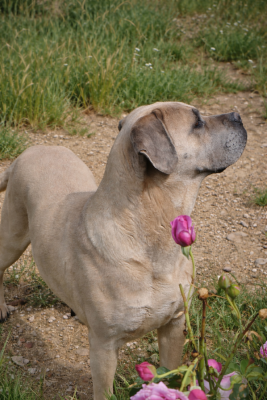 https://chiens-de-france.com/photo/chiens/2022_02/tn200/TN200_202606072245056a25d851653b6.png