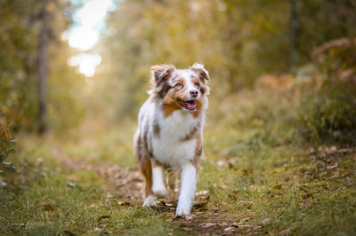 https://chiens-de-france.com/photo/chiens/2022_02/tn200/TN200_202608042223496a724a5595f82.jpg