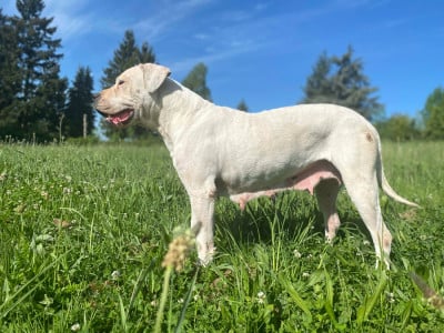 https://chiens-de-france.com/photo/chiens/2022_03/tn200/TN200_2026050409400669f84d5675114.jpg