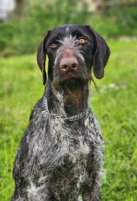 https://chiens-de-france.com/photo/chiens/2022_03/tn200/TN200_202607101436506a50e7627c6d8.jpg