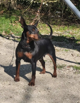 Matika des Princes Pinscher
