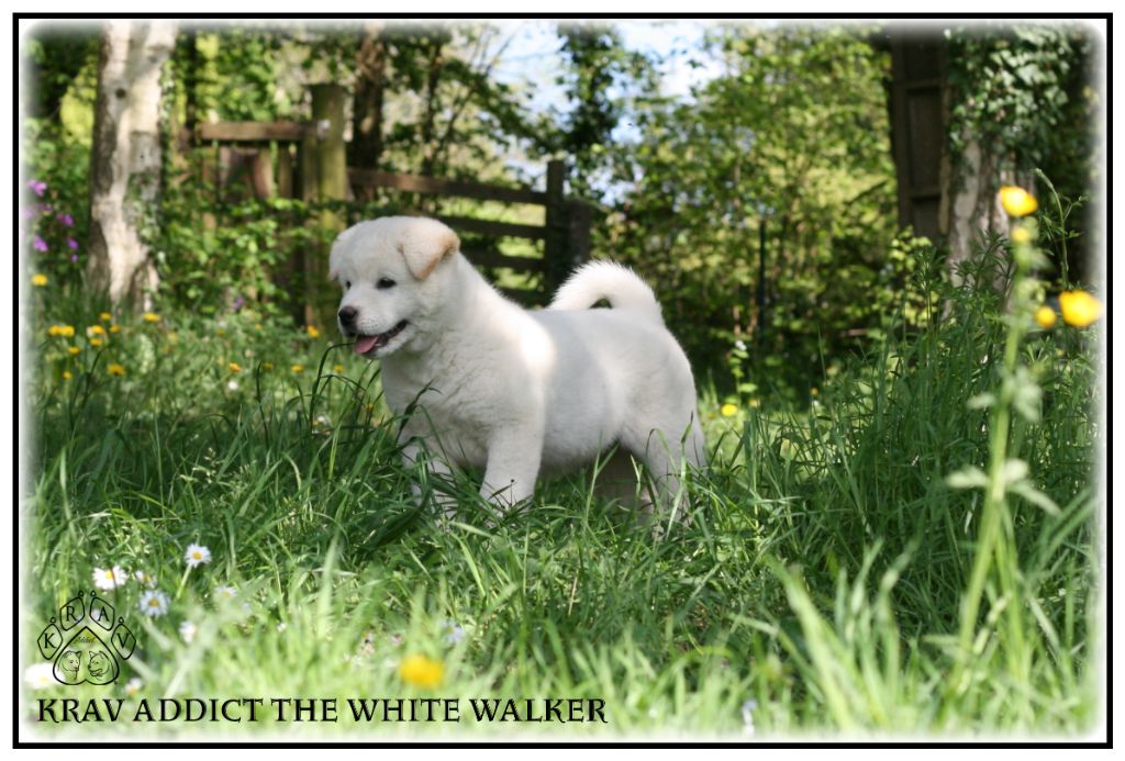 Krav Addict The white wlaker