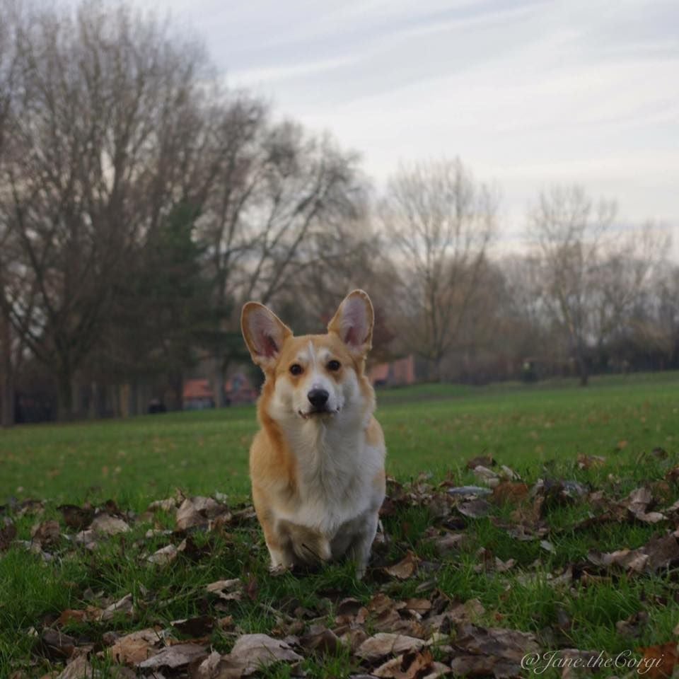 Les Welsh Corgi Pembroke de l'affixe   Des Doux Poilus