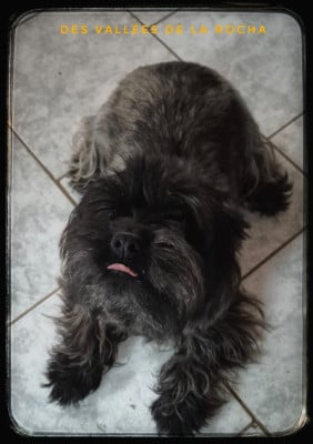 https://chiens-de-france.com/photo/chiens/2022_04/tn200/TN200_202606110926326a2a63286bf51.jpg