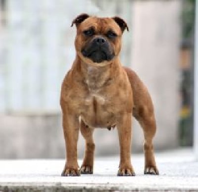 skilful - dogs devoted paola