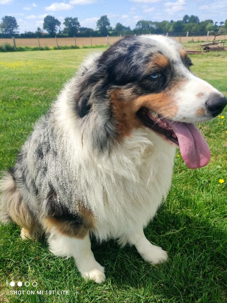 Les Berger Australien de l'affixe   Royaume Canin De La Clé Des Champ 