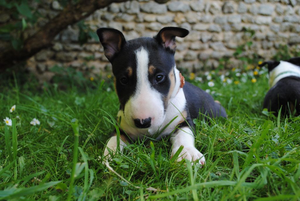 Les Bull Terrier de l'affixe   The Eye Of Yggdrasil