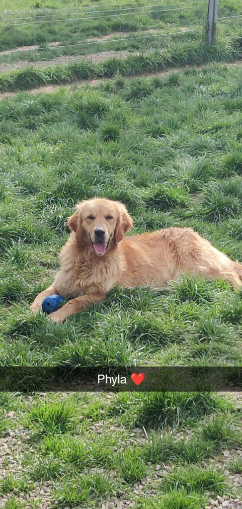 Les Golden Retriever de l'affixe   Du Domaine De Goes-Kuard