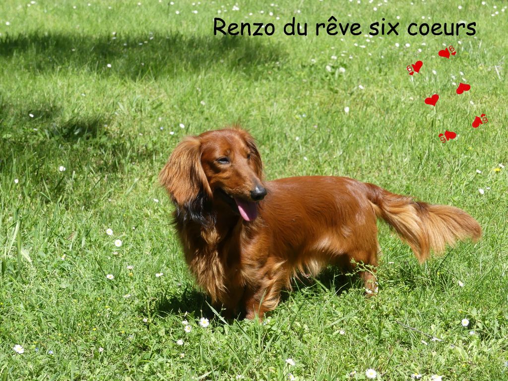 Renzo du reve six coeurs