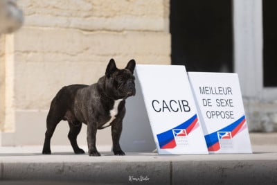 CH. Souvenir de luton Du Manoir Mondain